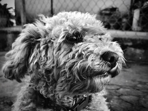 A close-up black and white photograph of a poodle with curly fur. The dog's face is in profile, displaying a textured coat and dark eyes. The background features a blurry fence and indistinct objects, creating a contrast with the detailed texture of the fur.