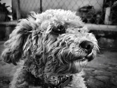 A curly-haired poodle before grooming, with a wild and voluminous coat.