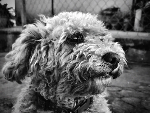 Close-up of a small poodle’s perfectly trimmed fur highlighting the detail-oriented haircut.