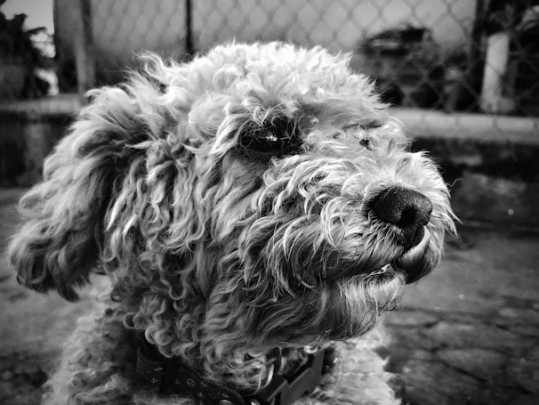 Close-up of a poodle getting its fur trimmed with precision scissors.