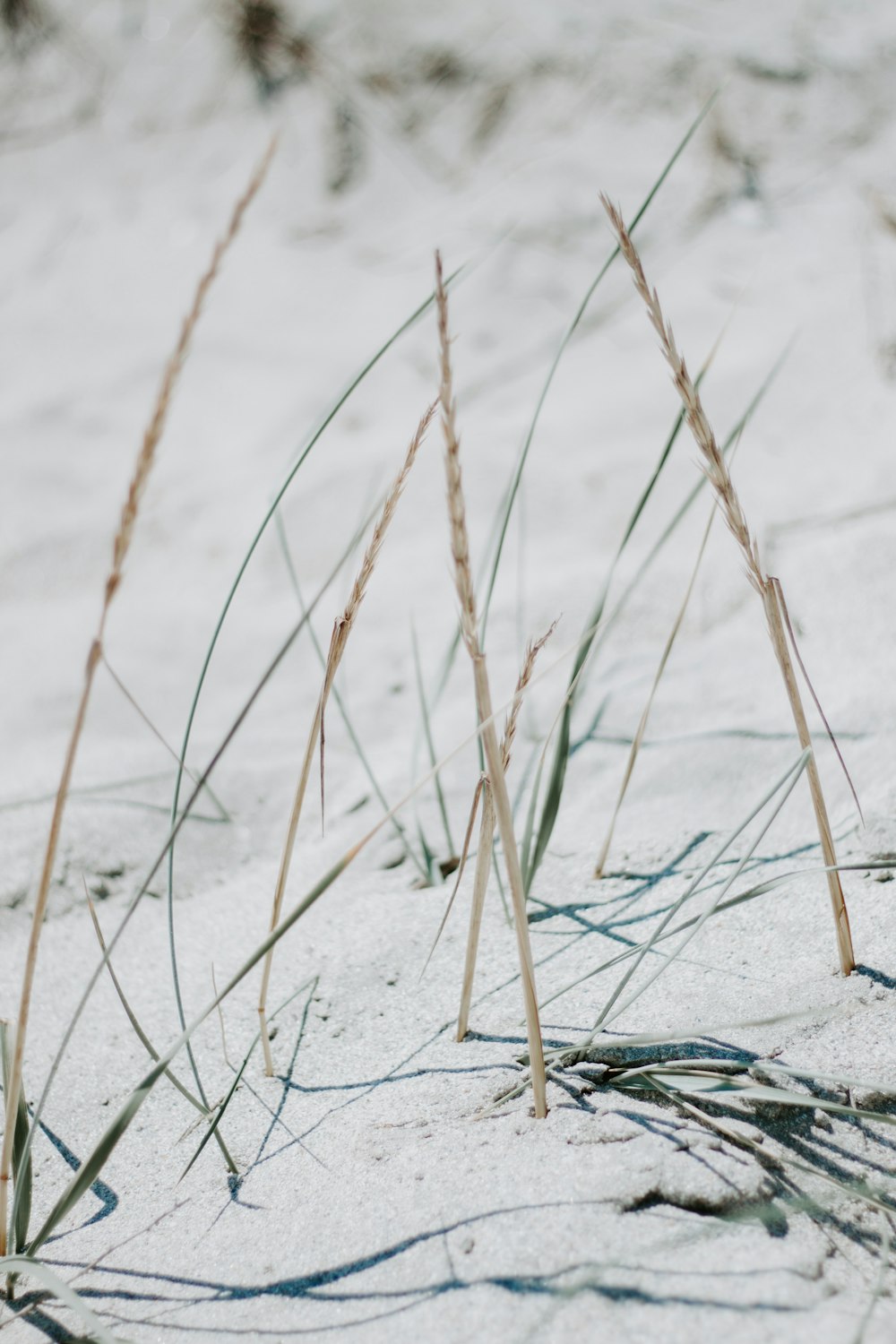 brown-leafed plant