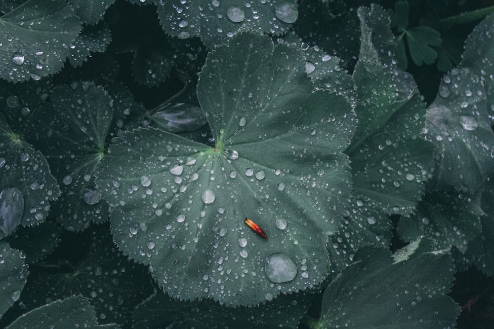 water drops on green leaf plants
