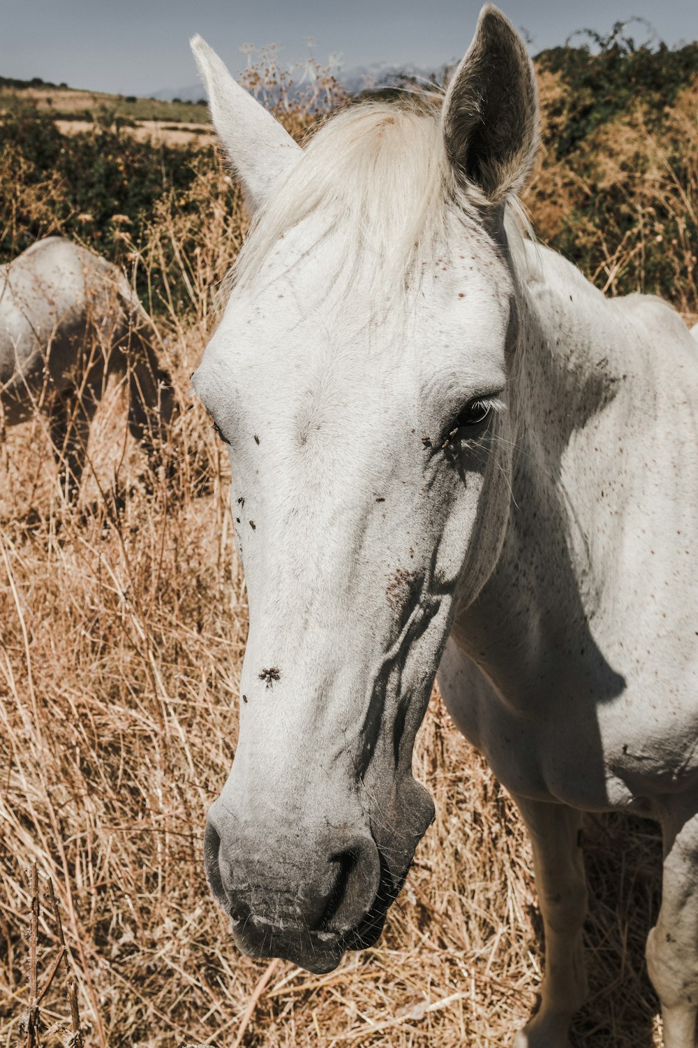 white horse close-up photography
