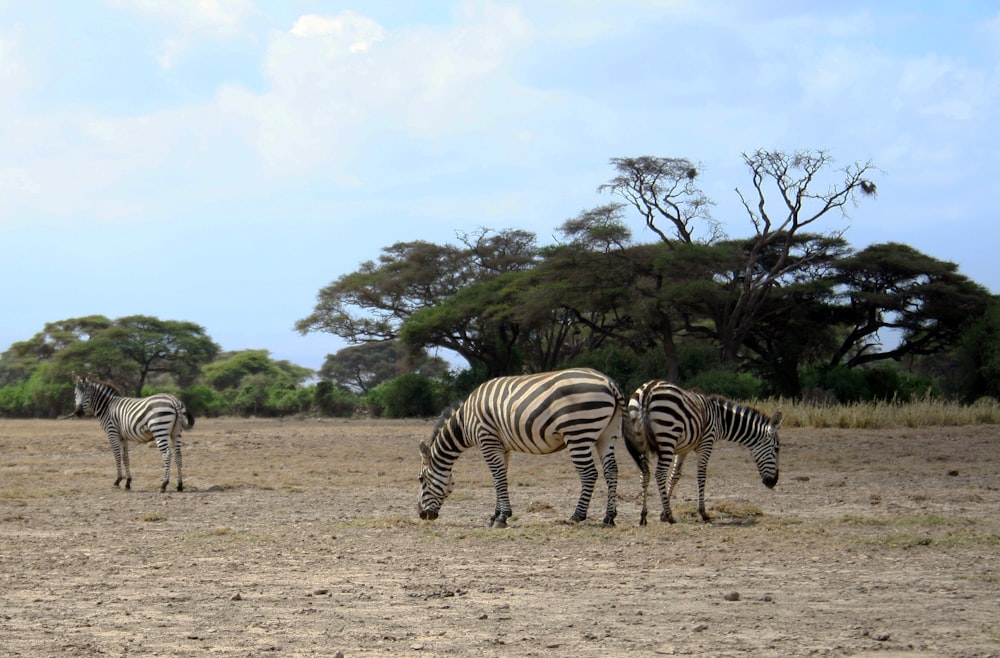 three zebras in a field during daytime