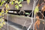 A small dog safely contained in a cozy yard with a low-height fence option.