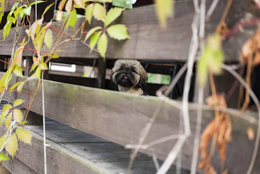 A cozy dog kennel entrance nestled among green trees on a sunny day.