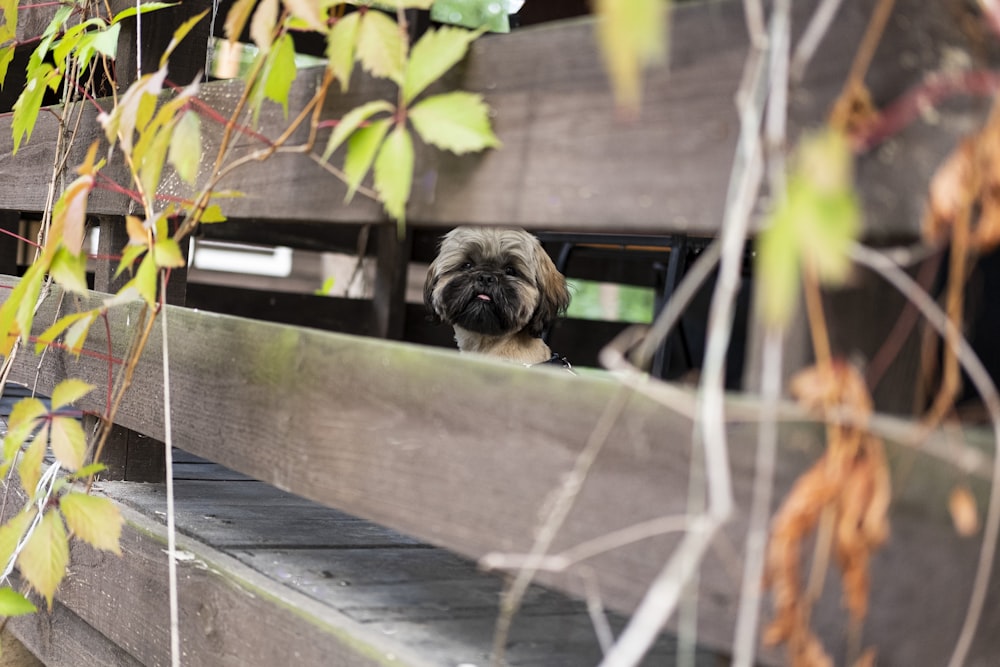 fotografía de primer plano de cachorro de color canela y negro de pelo corto