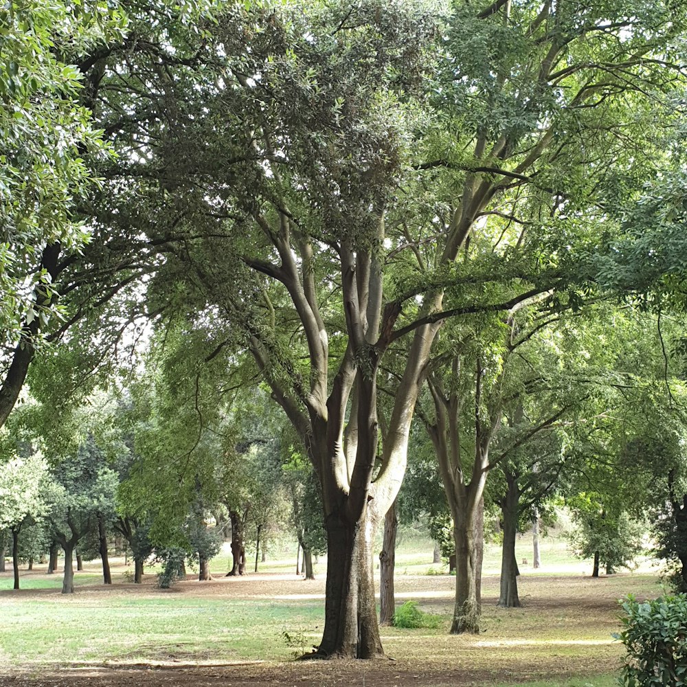 green-leafed trees