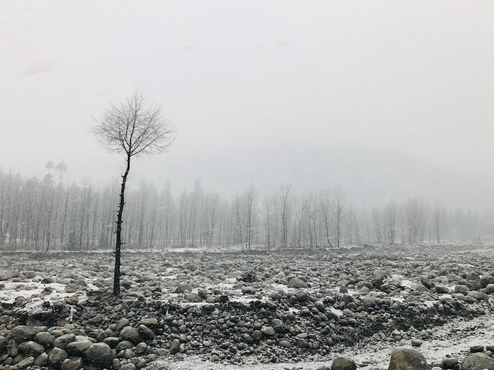 rocky woods with leafless trees under heavy fogs