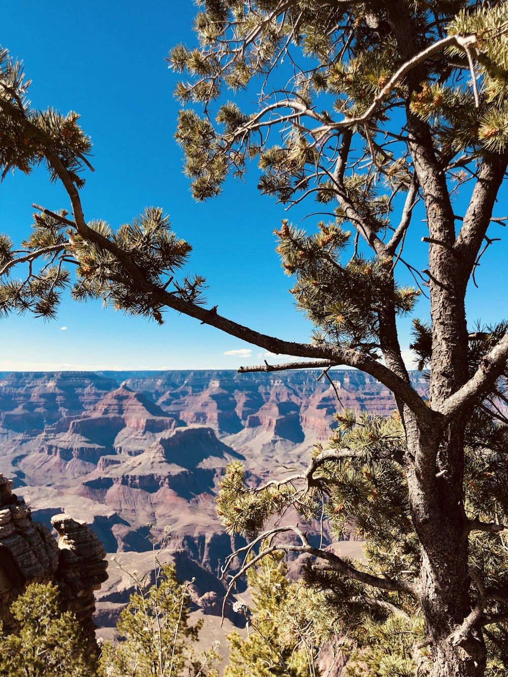 trees near mountain