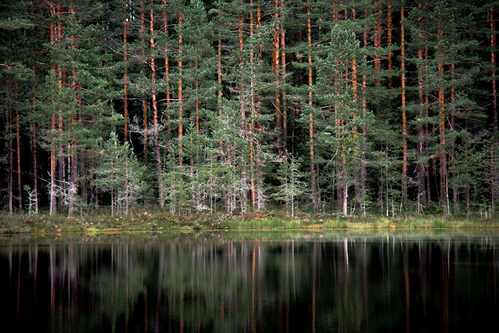 trees and body of water