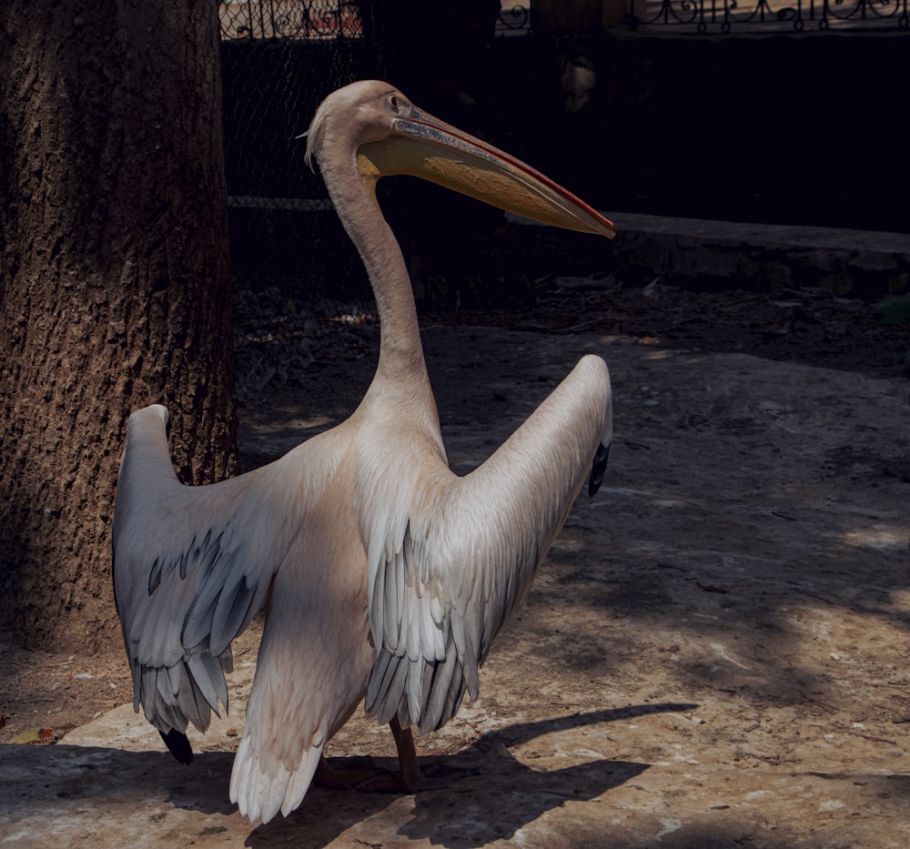 grey pelican during daytime