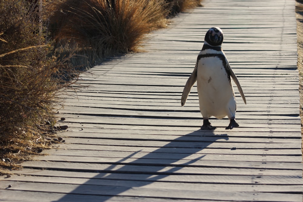 black and white penguin on focus photography