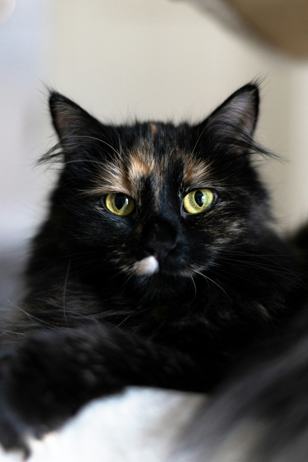 selective focus photography short-fur black kitten