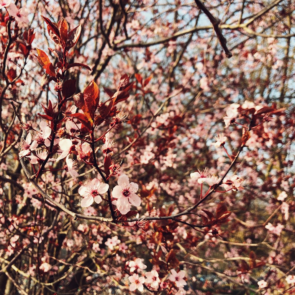 pink flowers