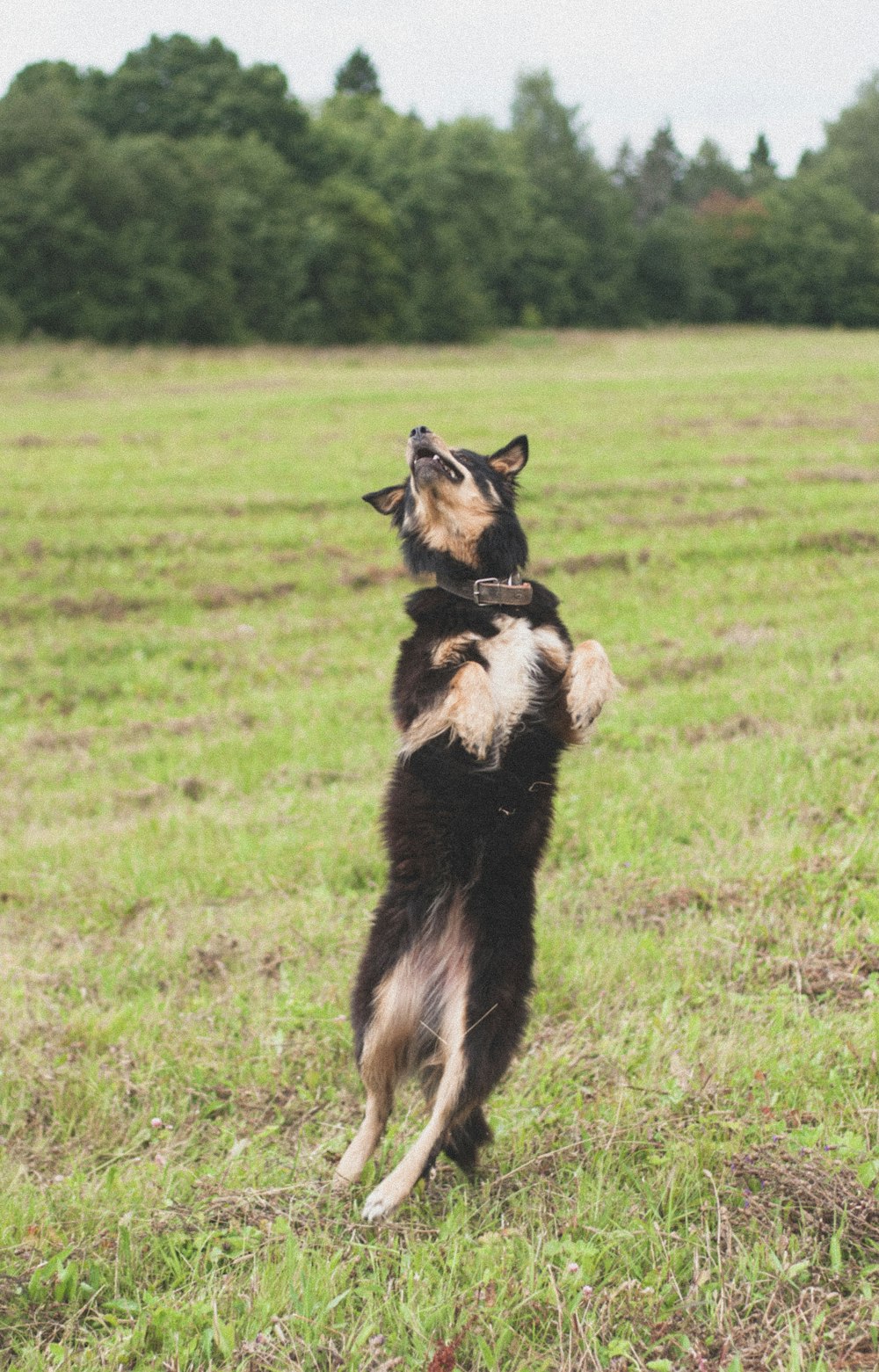 black and brown long-coat dog