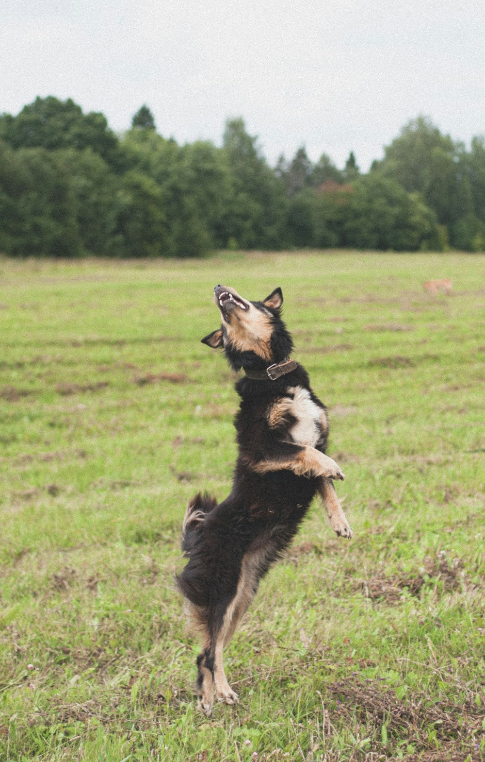 short-coated black and tan dog close-up photography