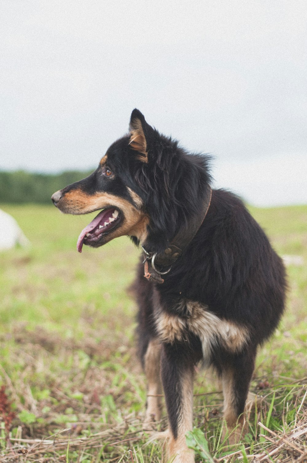 black dog on grass field