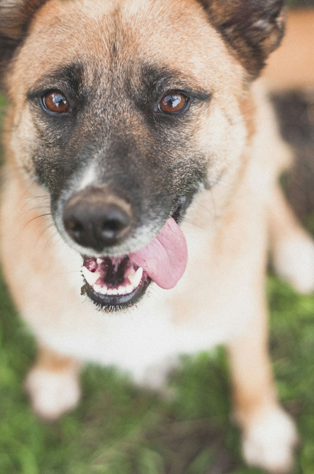 brown dog on grass