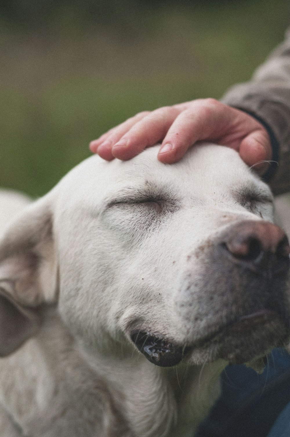 short-haired white dog