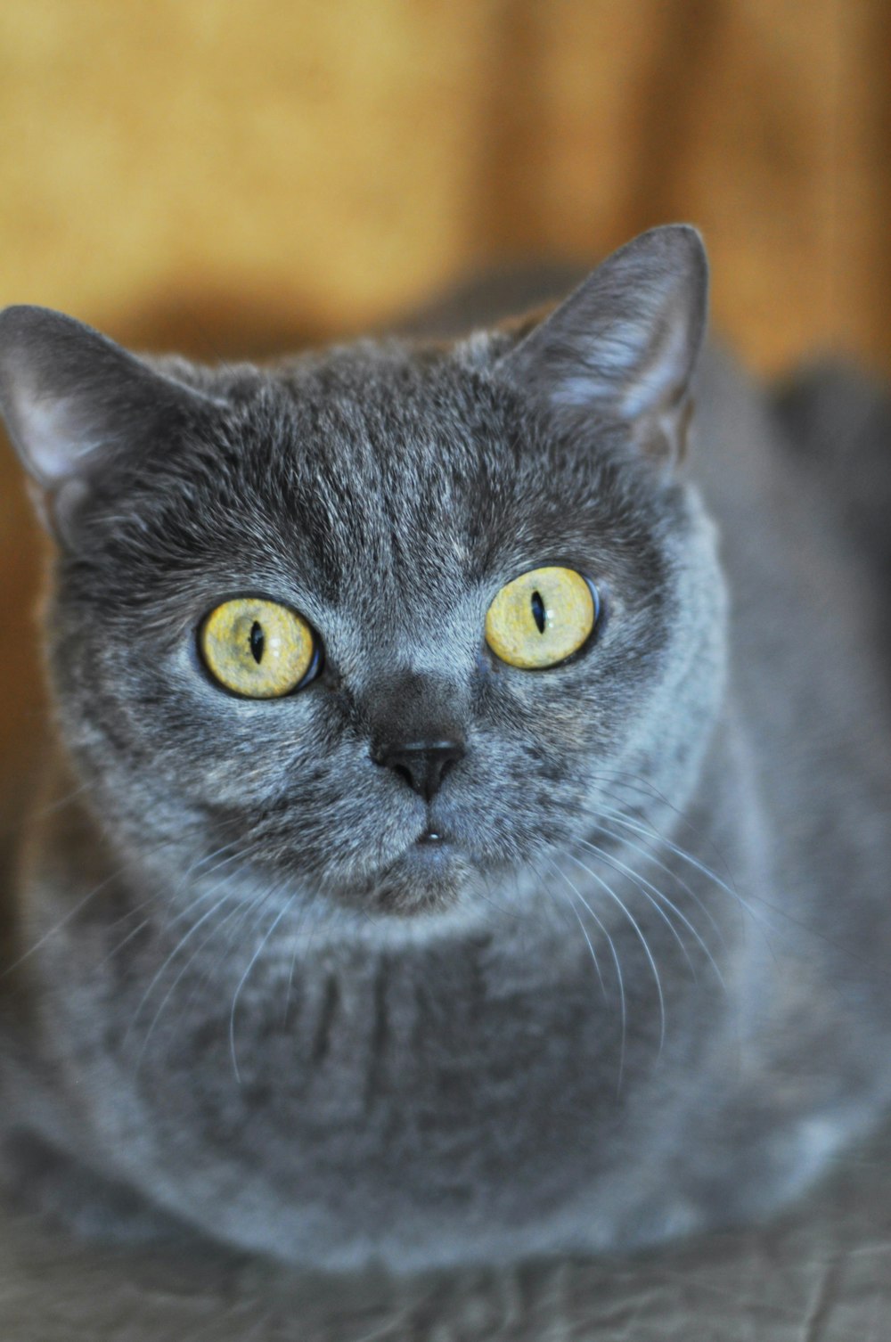 short-fur gray cat