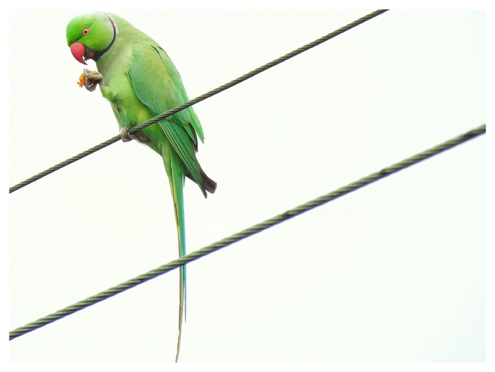 green parrot perches on cable
