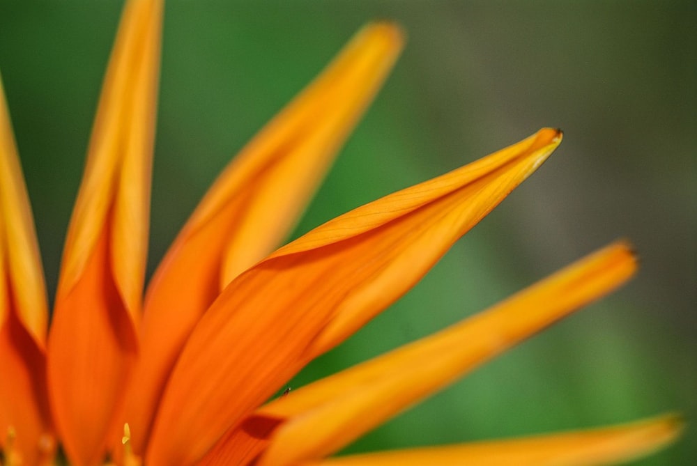 orange petaled flower