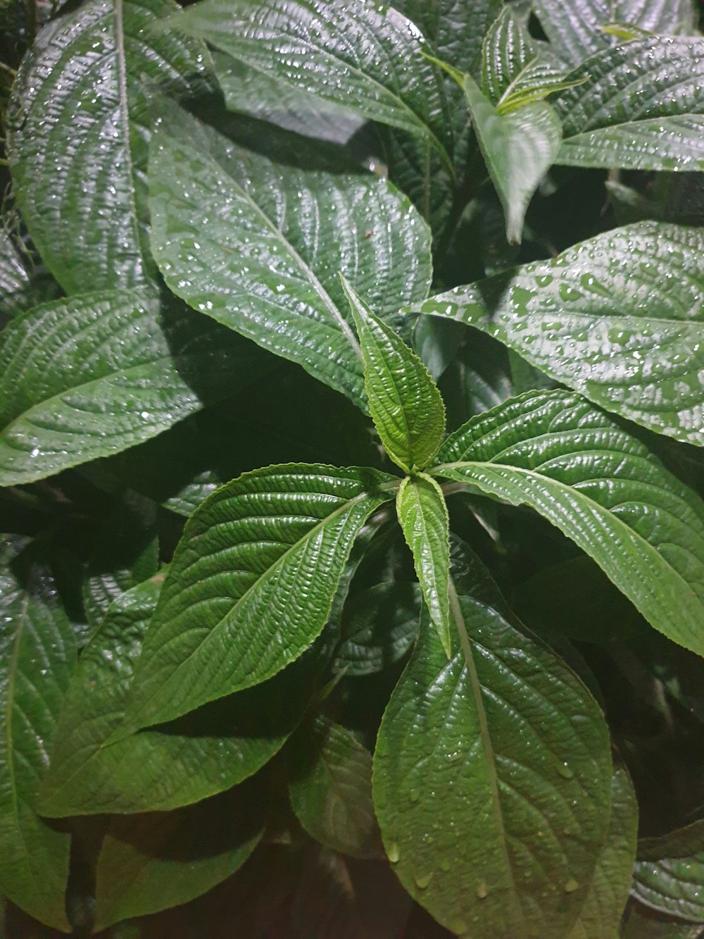 green leafed plant