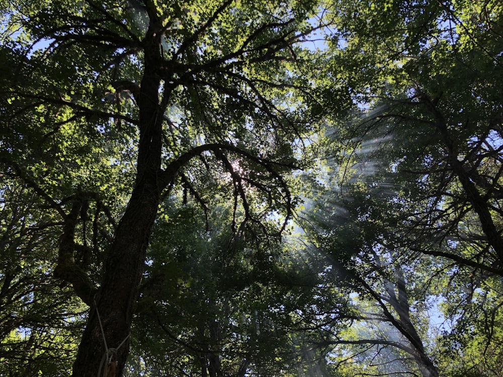 low angle photo of trees