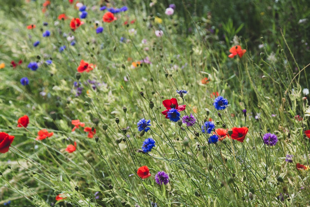 shallow focus photo of blue, red, and purple flowers