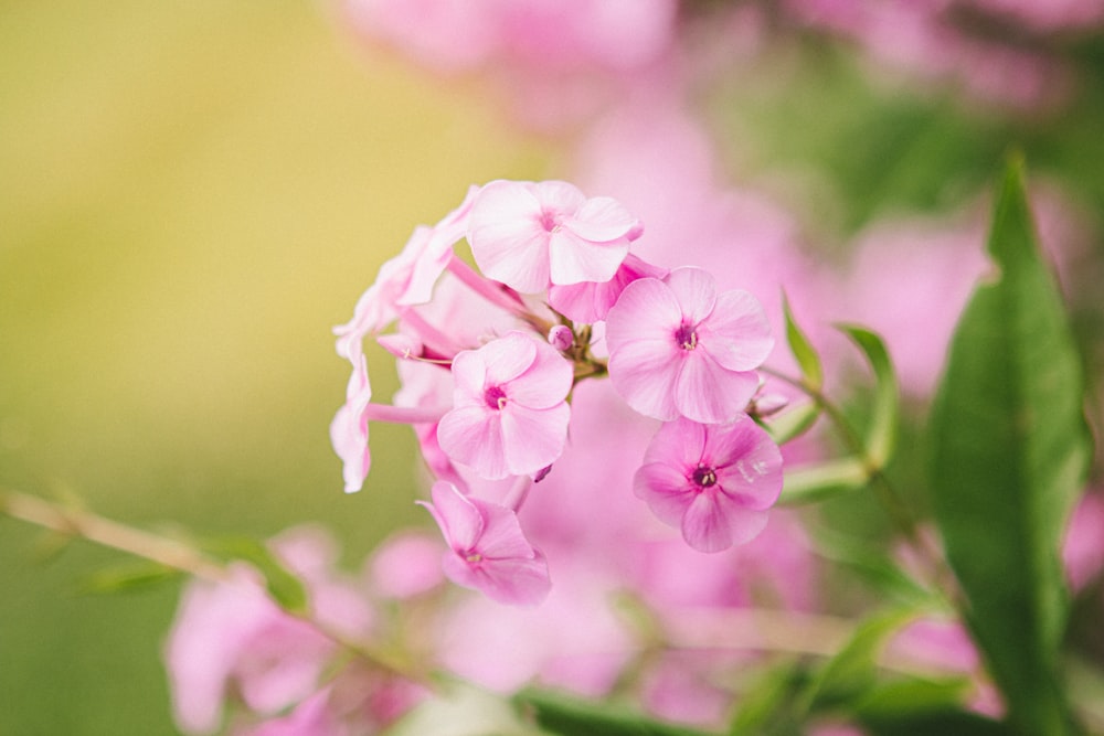macro photography of pink petaled flowers