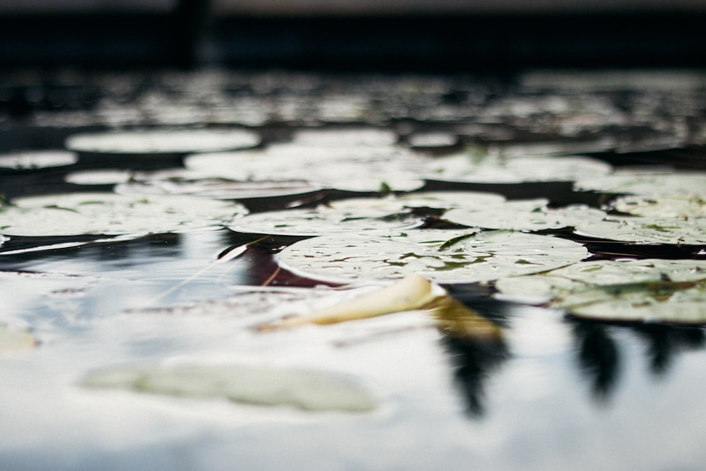 a pond filled with lots of water lilies