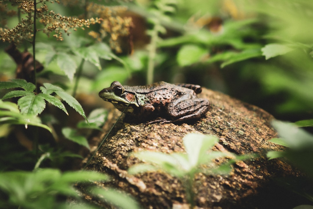 brown frog on rock