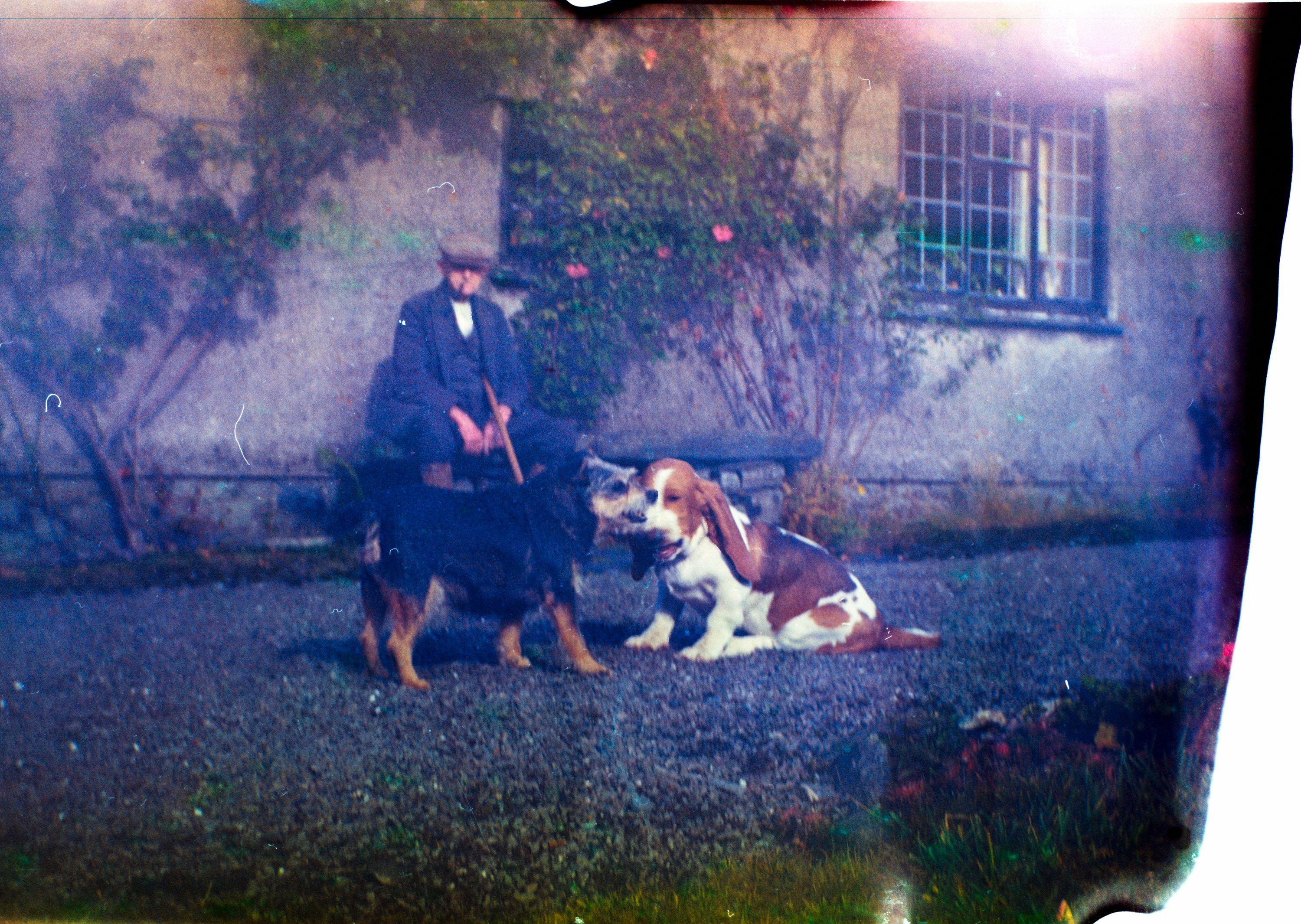 man in front of dogs photo
