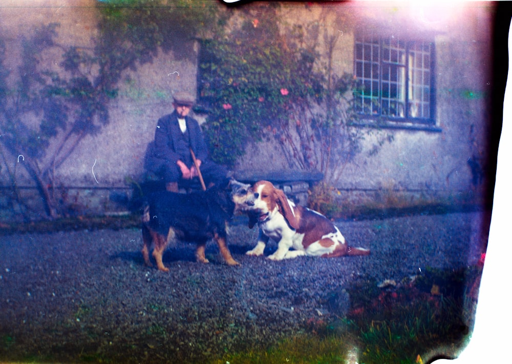 man in front of dogs photo