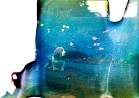 A scene featuring a Basset Hound sitting on a gravel path surrounded by foliage and flowers with vibrant colors. The image has an abstract quality due to light leaks and color distortions, lending it a vintage or surreal atmosphere.
