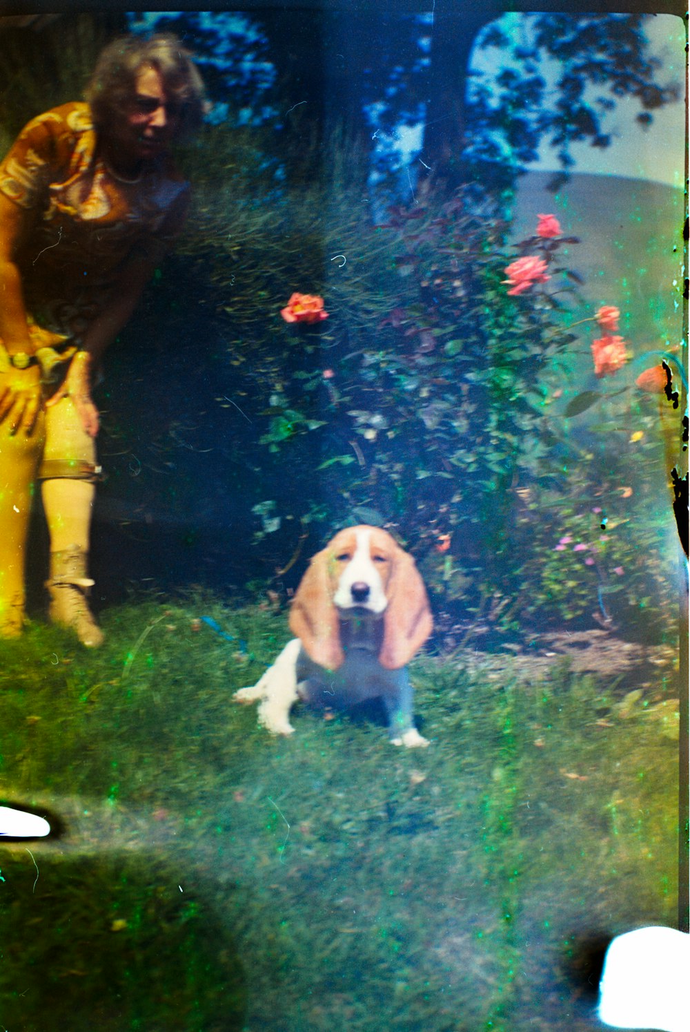 white and brown basset hound on green field near woman standing