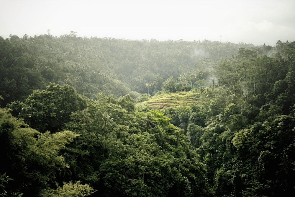 green field surrounded with tall and green trees