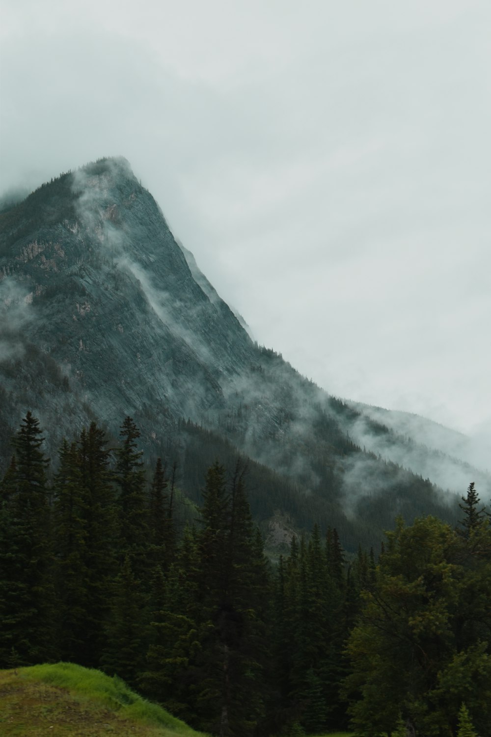 forest covered with fogs