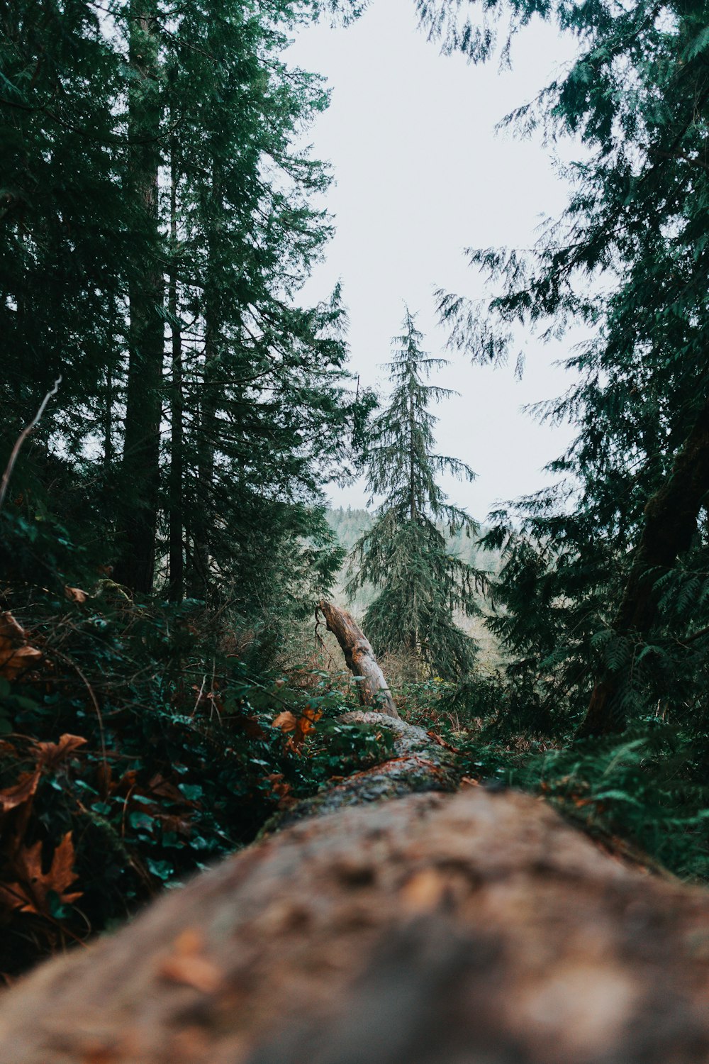 forest with green tall trees during daytime