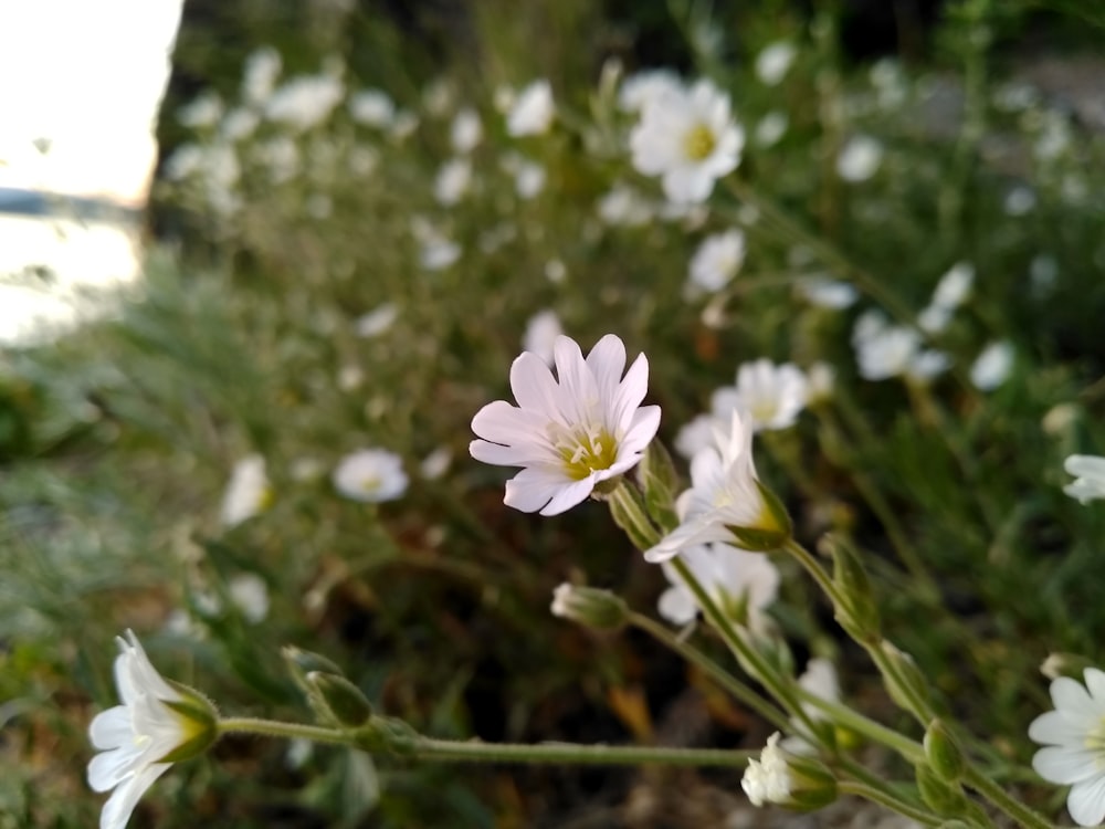 blooming white petaled flowers