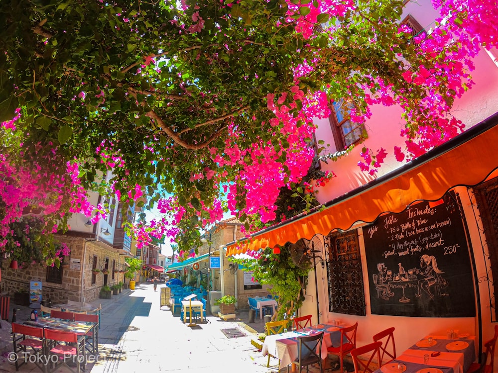 pink petaled flowers in bloom