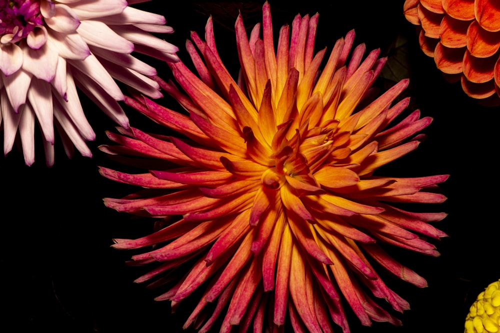 a close up of a bunch of flowers