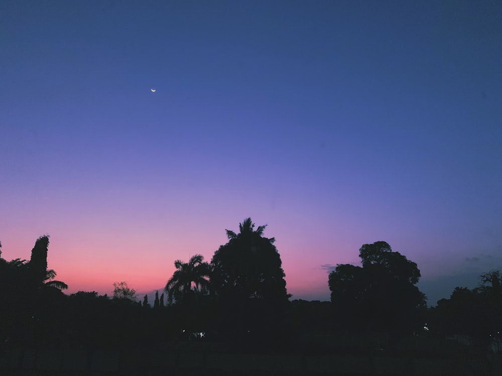 silhouette of trees