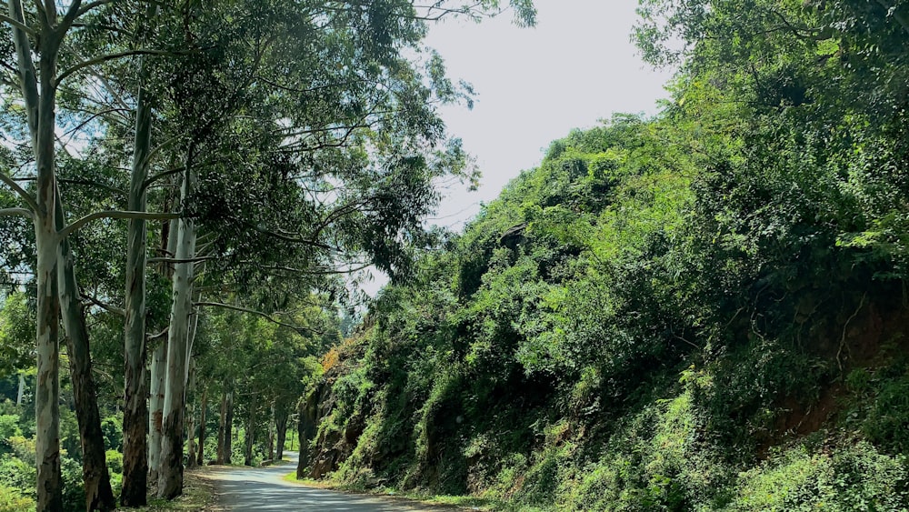 road between green trees at daytime