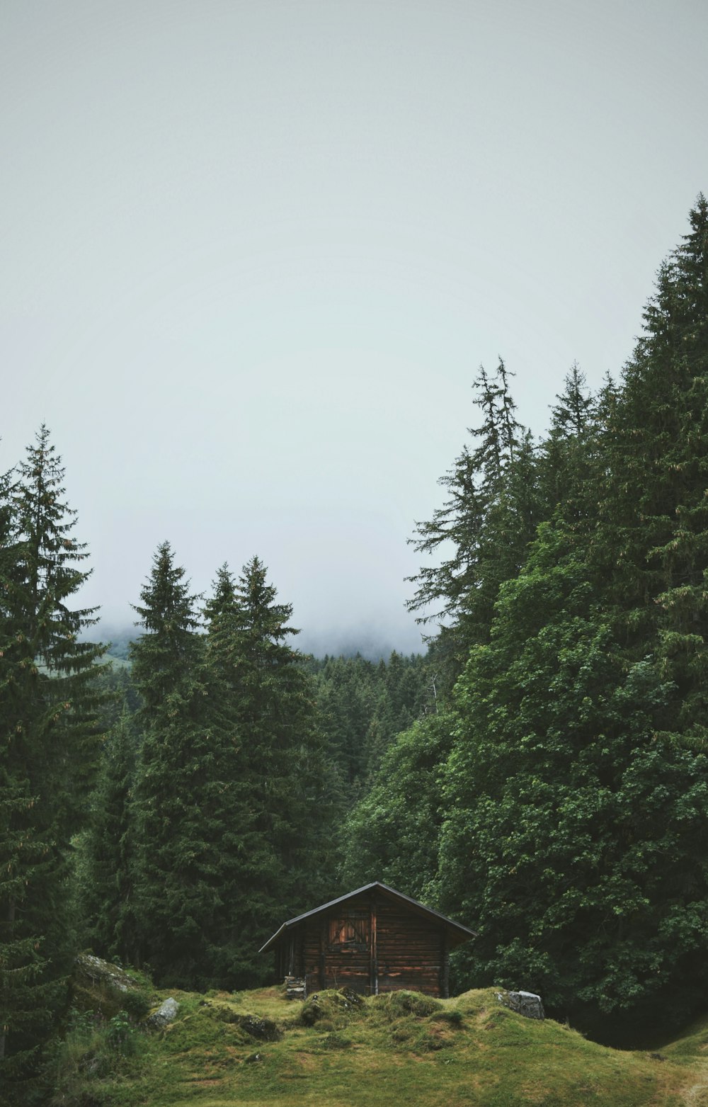 brown wooden house surround by trees