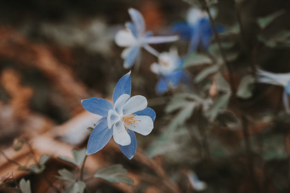 fleur blanche et à pétales bleus