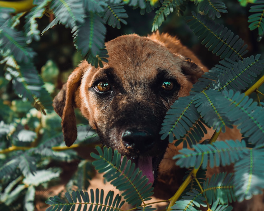 short-coated brown puppy