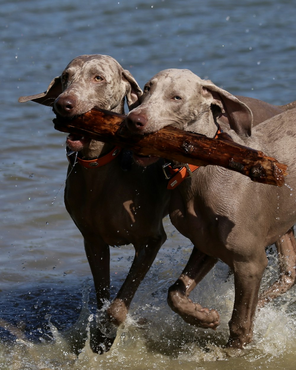 two dogs biting wood log