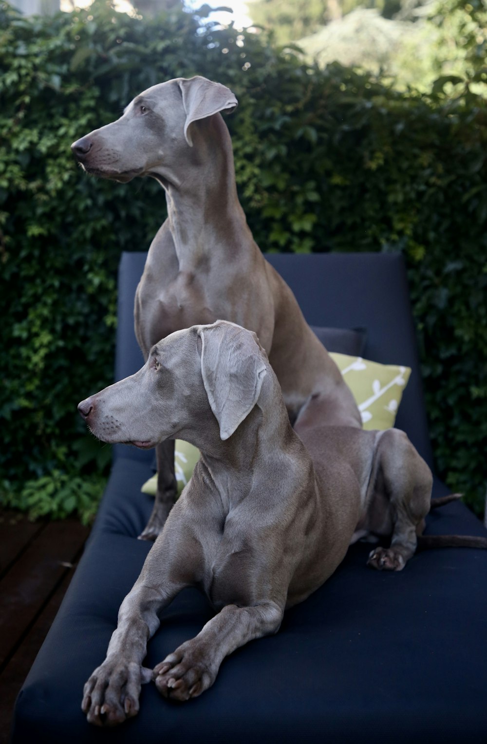 two short-coated gray dogs